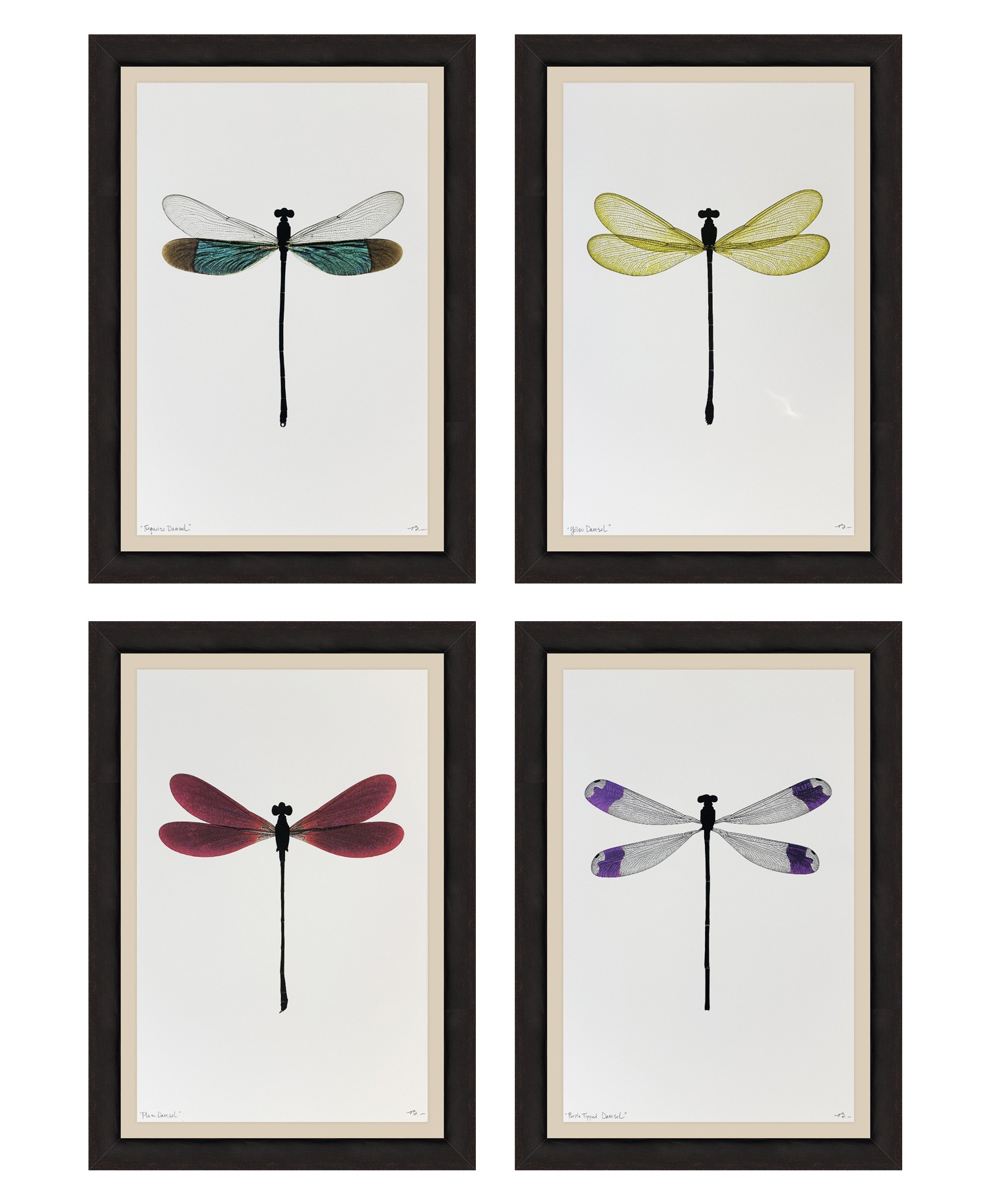 Grouping of framed dragonfly art prints